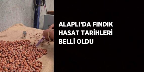 ALAPLI’DA FINDIK HASAT TARİHLERİ BELLİ OLDU