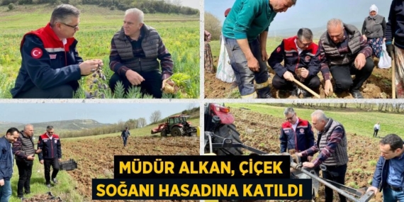MÜDÜR ALKAN, ÇİÇEK SOĞANI HASADINA KATILDI