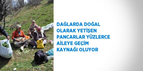 DAĞLARDA DOĞAL OLARAK YETİŞEN PANCARLAR YÜZLERCE AİLEYE GEÇİM KAYNAĞI OLUYOR