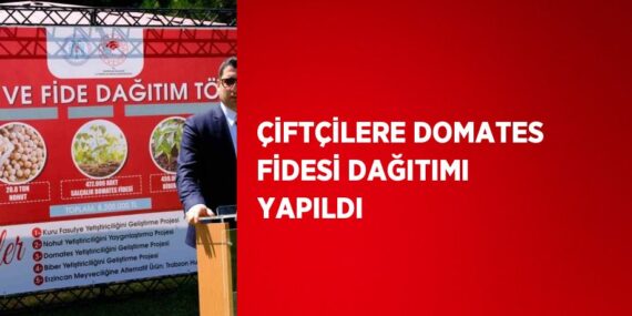 ÇİFTÇİLERE DOMATES FİDESİ DAĞITIMI YAPILDI