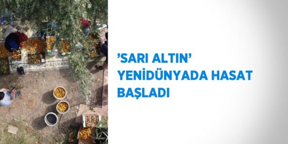 ’SARI ALTIN’ YENİDÜNYADA HASAT BAŞLADI