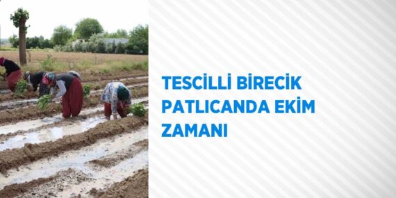 TESCİLLİ BİRECİK PATLICANDA EKİM ZAMANI