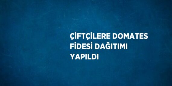 ÇİFTÇİLERE DOMATES FİDESİ DAĞITIMI YAPILDI