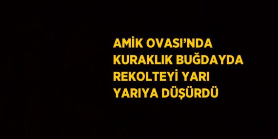 AMİK OVASI’NDA KURAKLIK BUĞDAYDA REKOLTEYİ YARI YARIYA DÜŞÜRDÜ
