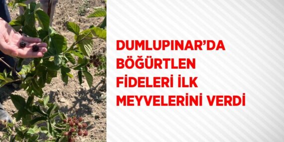 DUMLUPINAR’DA BÖĞÜRTLEN FİDELERİ İLK MEYVELERİNİ VERDİ