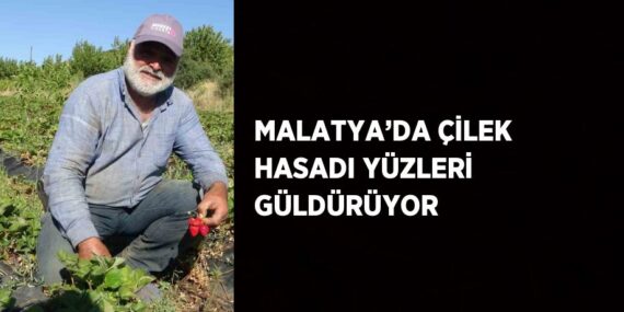 MALATYA’DA ÇİLEK HASADI YÜZLERİ GÜLDÜRÜYOR