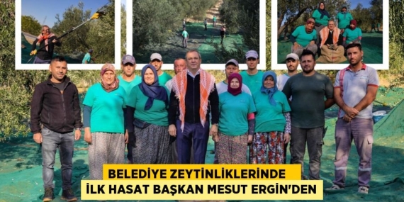 BELEDİYE ZEYTİNLİKLERİNDE    İLK HASAT BAŞKAN MESUT ERGİN’DEN