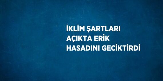 İKLİM ŞARTLARI AÇIKTA ERİK HASADINI GECİKTİRDİ