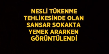 27874226242631330549tasarimli