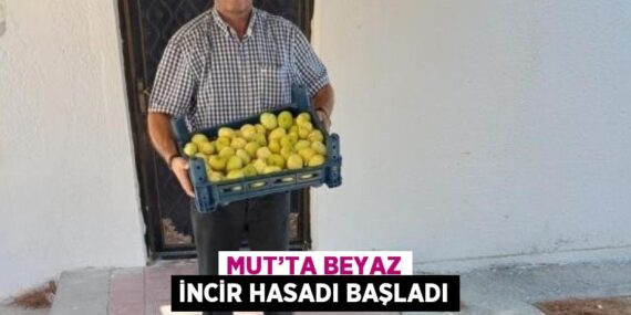 MUT’TA BEYAZ İNCİR HASADI BAŞLADI
