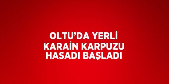 OLTU’DA YERLİ KARAİN KARPUZU HASADI BAŞLADI