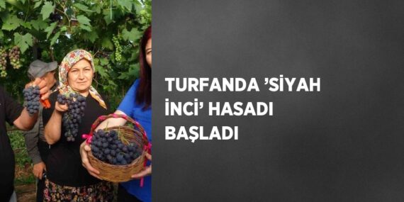 TURFANDA ’SİYAH İNCİ’ HASADI BAŞLADI
