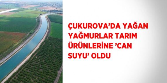 ÇUKUROVA’DA YAĞAN YAĞMURLAR TARIM ÜRÜNLERİNE ’CAN SUYU’ OLDU