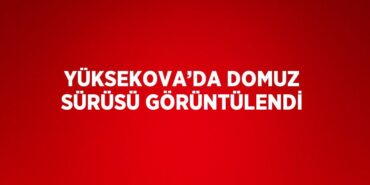 27979307432003824420tasarimli