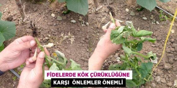 FİDELERDE KÖK ÇÜRÜKLÜĞÜNE KARŞI  ÖNLEMLER ÖNEMLİ