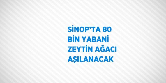 SİNOP’TA 80 BİN YABANİ ZEYTİN AĞACI AŞILANACAK