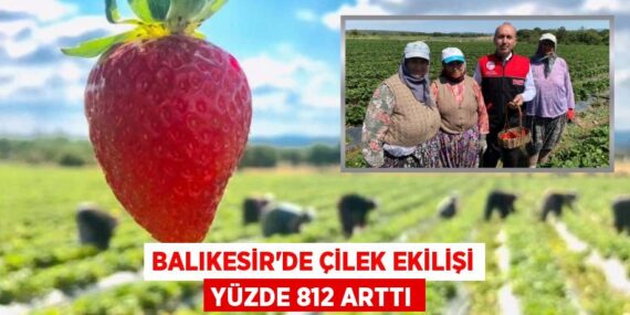 BALIKESİR’DE ÇİLEK EKİLİŞİ YÜZDE 812 ARTTI