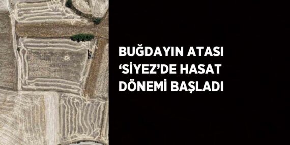 BUĞDAYIN ATASI ‘SİYEZ’DE HASAT DÖNEMİ BAŞLADI