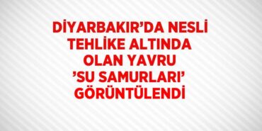 28155236022639322995tasarimli