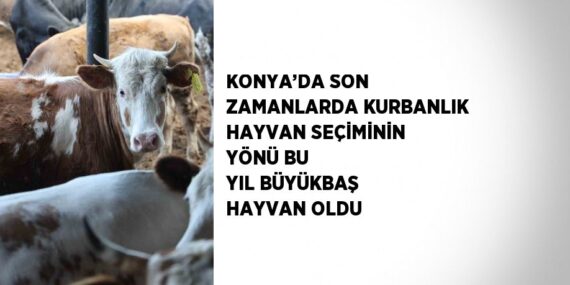 KONYA’DA SON ZAMANLARDA KURBANLIK HAYVAN SEÇİMİNİN YÖNÜ BU YIL BÜYÜKBAŞ HAYVAN OLDU