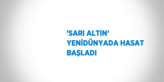 ’SARI ALTIN’ YENİDÜNYADA HASAT BAŞLADI