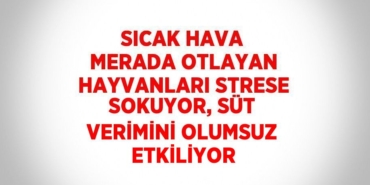 28198214122668421800tasarimli