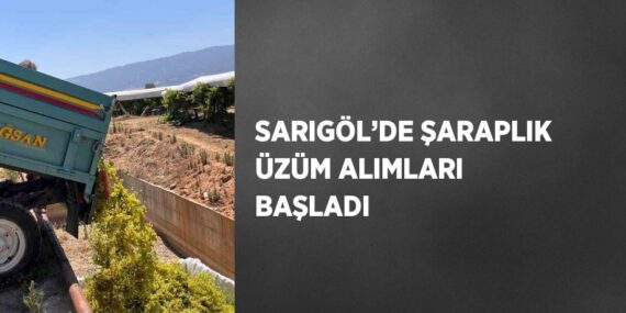 SARIGÖL’DE ŞARAPLIK ÜZÜM ALIMLARI BAŞLADI
