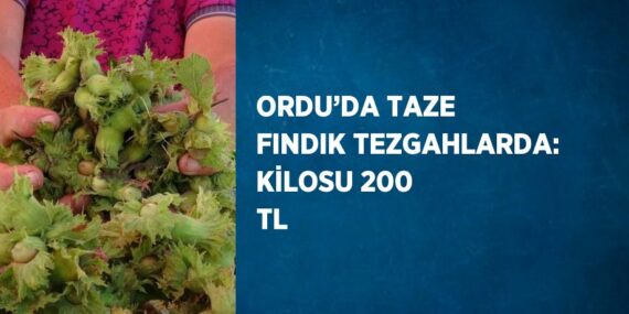 ORDU’DA TAZE FINDIK TEZGAHLARDA: KİLOSU 200 TL