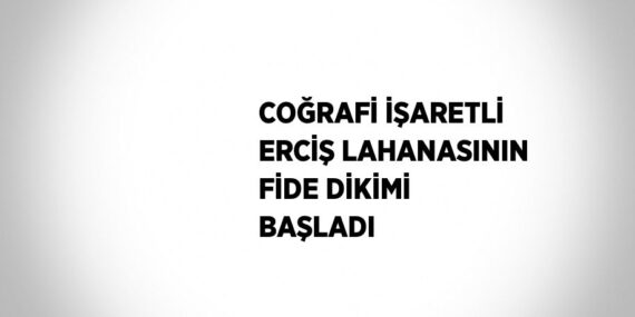 COĞRAFİ İŞARETLİ ERCİŞ LAHANASININ FİDE DİKİMİ BAŞLADI