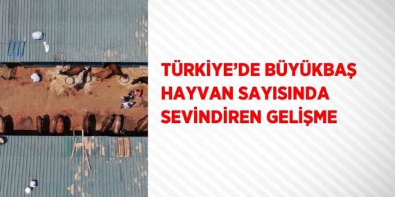 TÜRKİYE’DE BÜYÜKBAŞ HAYVAN SAYISINDA SEVİNDİREN GELİŞME