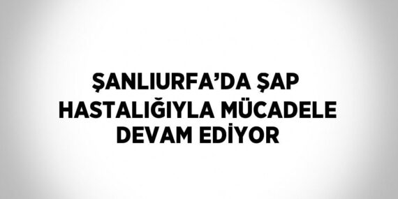 ŞANLIURFA’DA ŞAP HASTALIĞIYLA MÜCADELE DEVAM EDİYOR