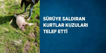 28335315462779420353