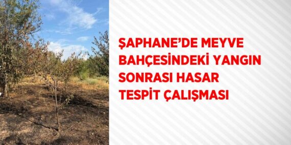 ŞAPHANE’DE MEYVE BAHÇESİNDEKİ YANGIN SONRASI HASAR TESPİT ÇALIŞMASI