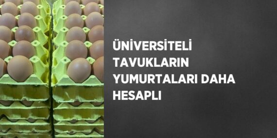 ÜNİVERSİTELİ TAVUKLARIN YUMURTALARI DAHA HESAPLI