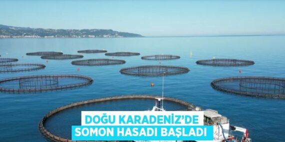 DOĞU KARADENİZ’DE SOMON HASADI BAŞLADI