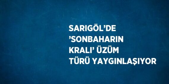 SARIGÖL’DE ’SONBAHARIN KRALI’ ÜZÜM TÜRÜ YAYGINLAŞIYOR