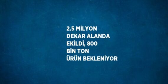 2.5 MİLYON DEKAR ALANDA EKİLDİ, 800 BİN TON ÜRÜN BEKLENİYOR