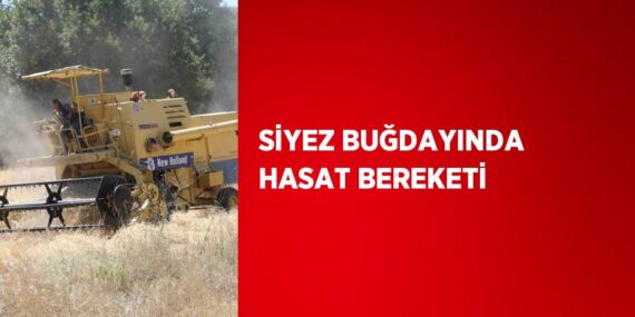 SİYEZ BUĞDAYINDA HASAT BEREKETİ
