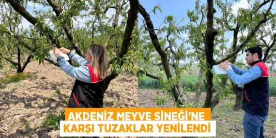 AKDENİZ MEYVE SİNEĞİ’NE KARŞI TUZAKLAR YENİLENDİ