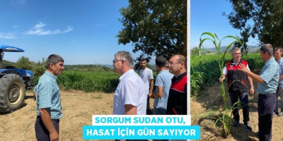 SORGUM SUDAN OTU, HASAT İÇİN GÜN SAYIYOR