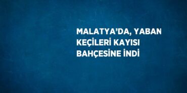 28624214572463526249