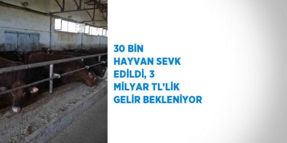 30 BİN HAYVAN SEVK EDİLDİ, 3 MİLYAR TL’LİK GELİR BEKLENİYOR