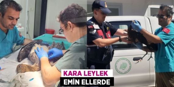 KARA LEYLEK   EMİN ELLERDE