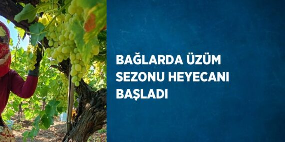 BAĞLARDA ÜZÜM SEZONU HEYECANI BAŞLADI