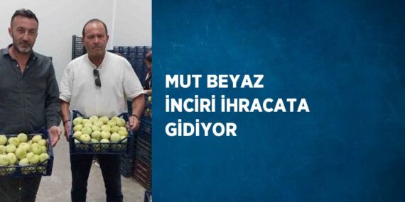 MUT BEYAZ İNCİRİ İHRACATA GİDİYOR
