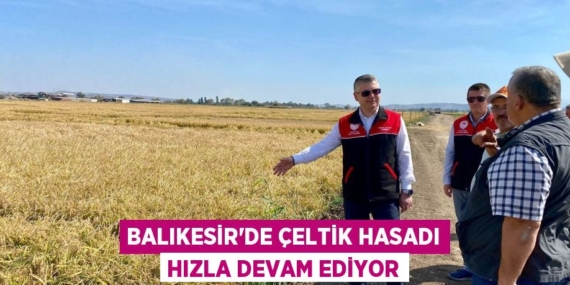 BALIKESİR’DE ÇELTİK HASADI HIZLA DEVAM EDİYOR