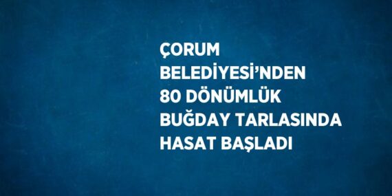 ÇORUM BELEDİYESİ’NDEN 80 DÖNÜMLÜK BUĞDAY TARLASINDA HASAT BAŞLADI