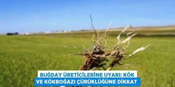BUĞDAY ÜRETİCİLERİNE UYARI: KÖK VE KÖKBOĞAZI ÇÜRÜKLÜĞÜNE DİKKAT
