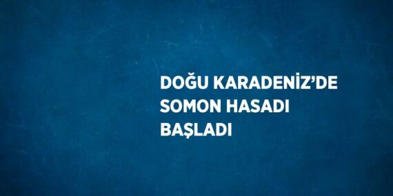 DOĞU KARADENİZ’DE SOMON HASADI BAŞLADI