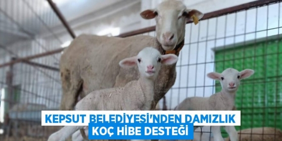 KEPSUT BELEDİYESİ’NDEN DAMIZLIK KOÇ HİBE DESTEĞİ